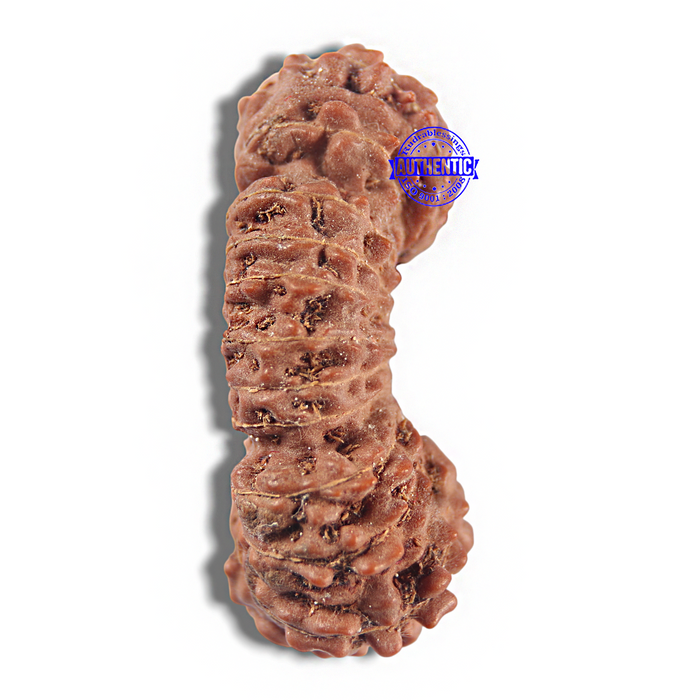 24 Mukhi Rudraksha from Indonesia - Bead No. R