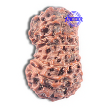 Load image into Gallery viewer, 15 Mukhi Indonesian Rudraksha - Bead No. 126
