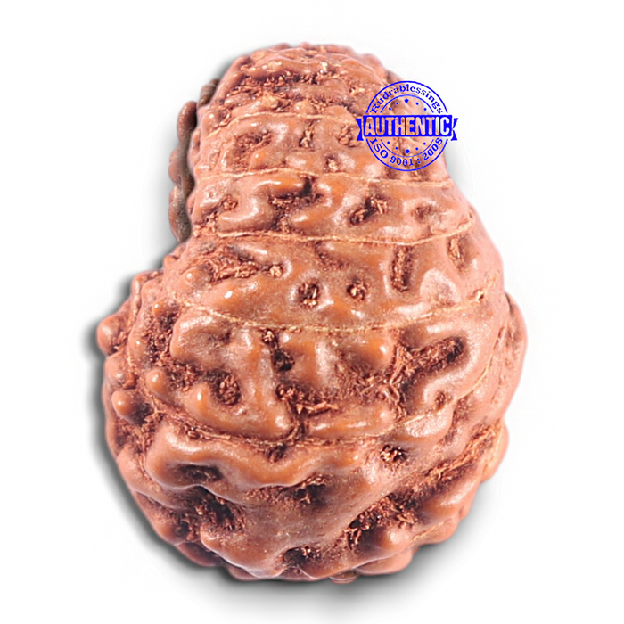15 Mukhi Indonesian Rudraksha - Bead No. 119
