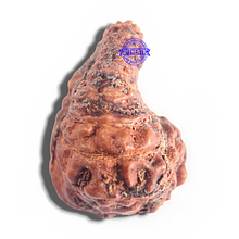 Load image into Gallery viewer, 23 Mukhi Rudraksha from Indonesia
