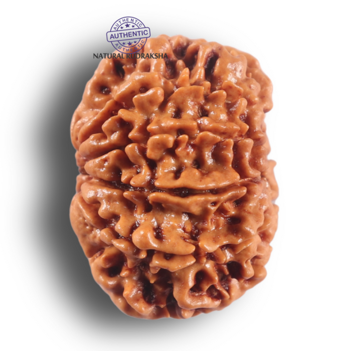 9 Mukhi Nepalese Rudraksha - Bead No. 466