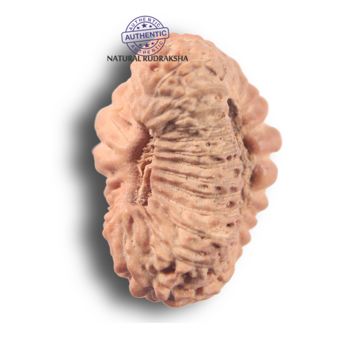 25 Mukhi Rudraksha from Indonesia