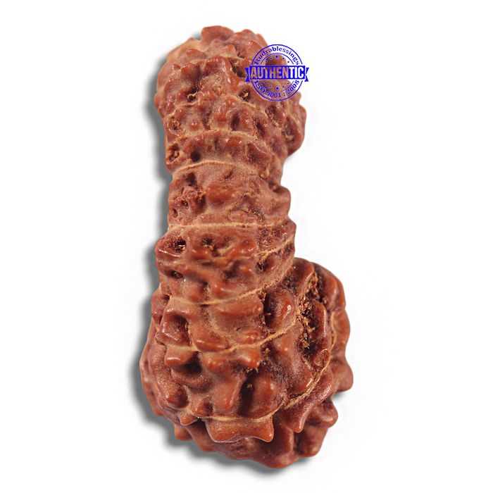 23 Mukhi Rudraksha from Indonesia - Bead No. R