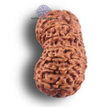 Load image into Gallery viewer, 16 Mukhi Rudraksha from Indonesia - Bead No. 350
