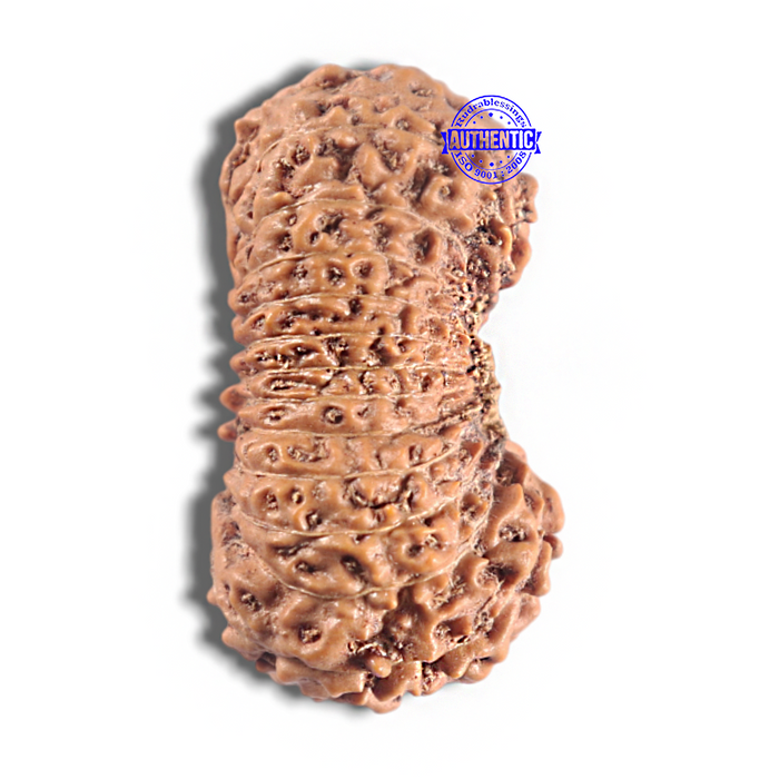 24 Mukhi Rudraksha from Indonesia - Bead No. X