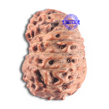 Load image into Gallery viewer, 15 Mukhi Indonesian Rudraksha - Bead No. 136
