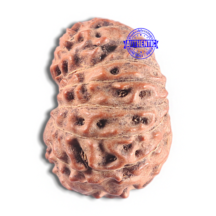 15 Mukhi Indonesian Rudraksha - Bead No. 136