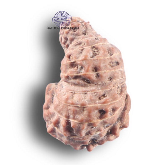 25 Mukhi Rudraksha from Indonesia - Bead No. N