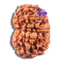 Load image into Gallery viewer, 11 Mukhi Nepalese Rudraksha - Bead No. 425
