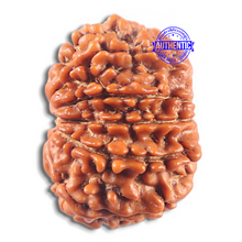 Load image into Gallery viewer, 11 Mukhi Nepalese Rudraksha - Bead No. 424
