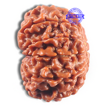 Load image into Gallery viewer, 11 Mukhi Nepalese Rudraksha - Bead No. 419
