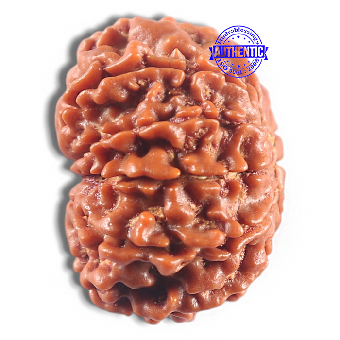 11 Mukhi Nepalese Rudraksha - Bead No. 419