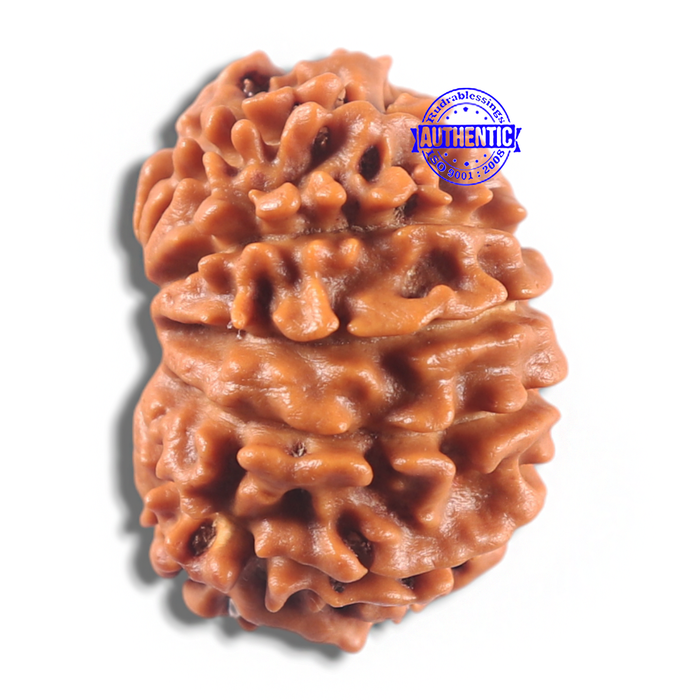 11 Mukhi Nepalese Rudraksha - Bead No. 432