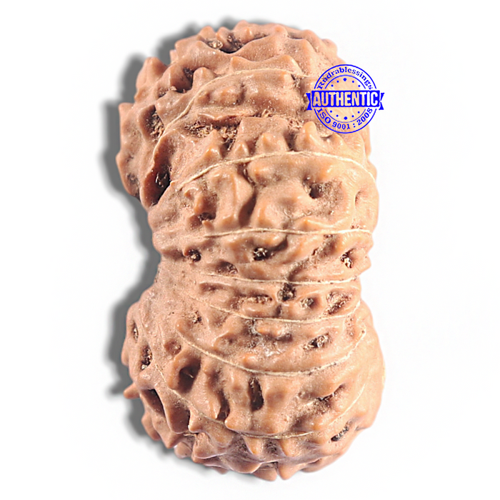 16 Mukhi Rudraksha from Indonesia - Bead No. 331