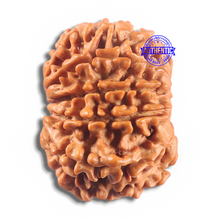 Load image into Gallery viewer, 11 Mukhi Nepalese Rudraksha - Bead No. 430
