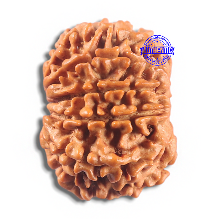 11 Mukhi Nepalese Rudraksha - Bead No. 430