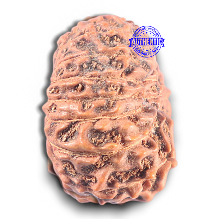 15 Mukhi Indonesian Rudraksha - Bead No. 121