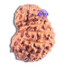 Load image into Gallery viewer, 15 Mukhi Indonesian Rudraksha - Bead No. 122
