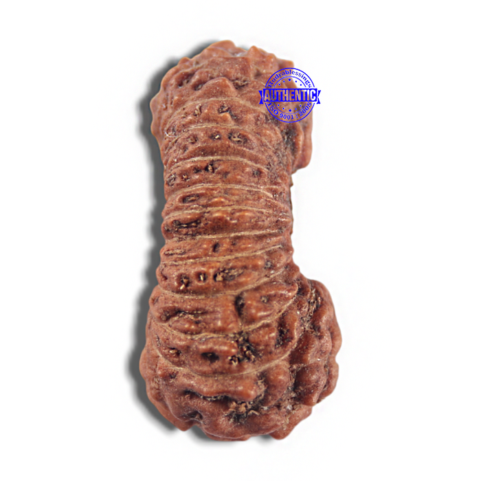 24 Mukhi Rudraksha from Indonesia