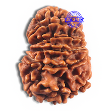 Load image into Gallery viewer, 11 Mukhi Nepalese Rudraksha - Bead No. 423
