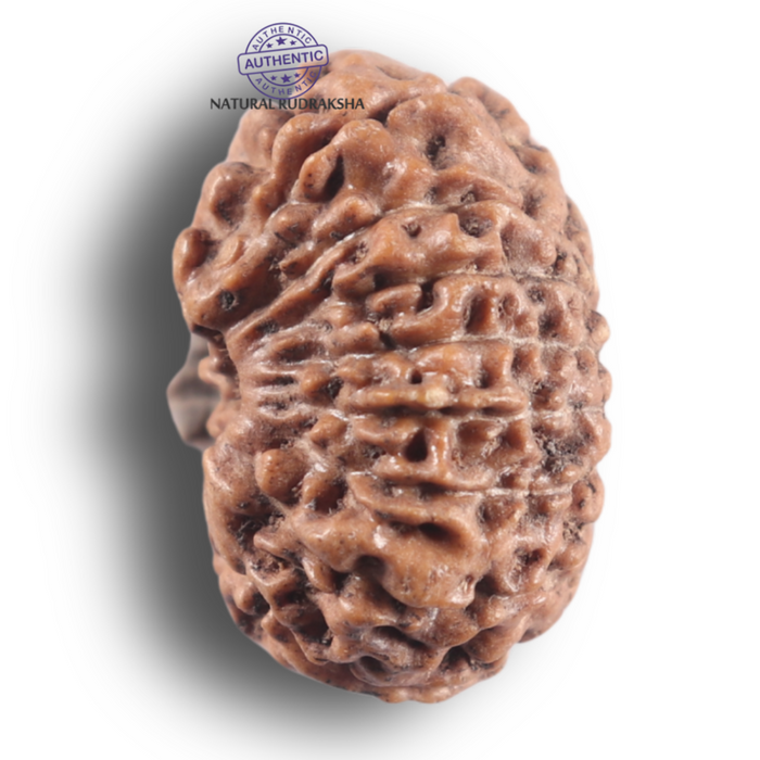 16 Mukhi Rudraksha from Indonesia - Bead No. 349