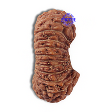 Load image into Gallery viewer, 22 Mukhi Rudraksha from Indonesia
