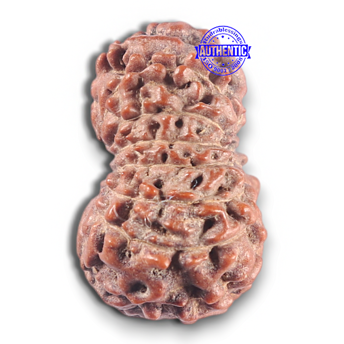 15 Mukhi Indonesian Rudraksha - Bead No. 113
