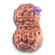 Load image into Gallery viewer, 15 Mukhi Indonesian Rudraksha - Bead No. 114
