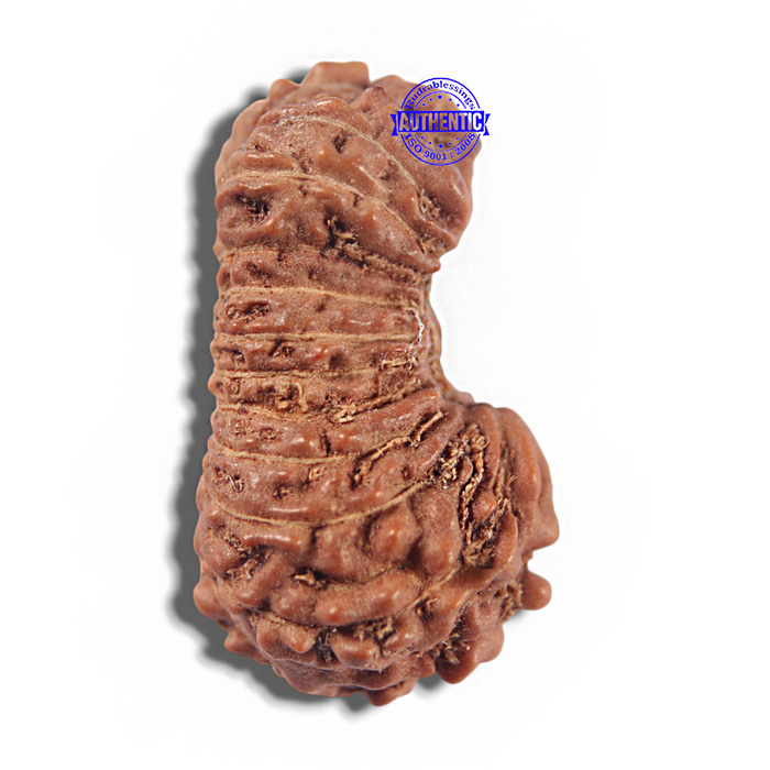 23 Mukhi Rudraksha from Indonesia