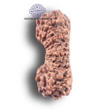 Load image into Gallery viewer, 25 Mukhi Rudraksha from Indonesia Bead No. E
