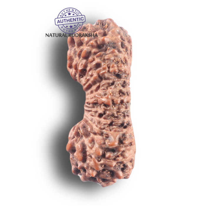 25 Mukhi Rudraksha from Indonesia Bead No. E