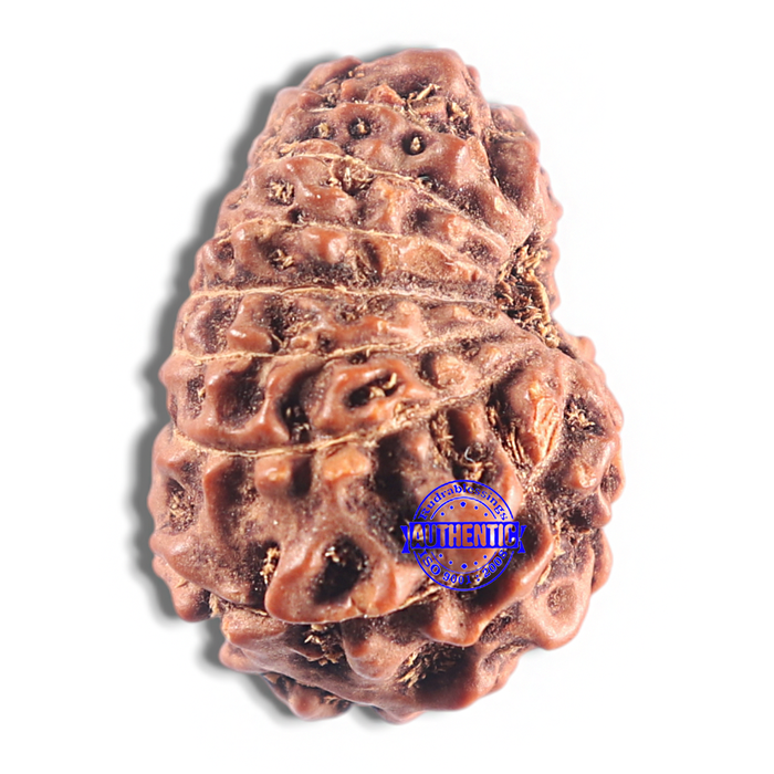 15 Mukhi Indonesian Rudraksha - Bead No. 135
