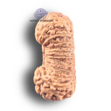 Load image into Gallery viewer, 25 Mukhi Rudraksha from Indonesia - Bead No. H
