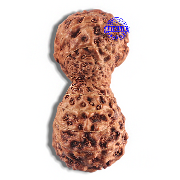 24 Mukhi Rudraksha from Indonesia - Bead No. L