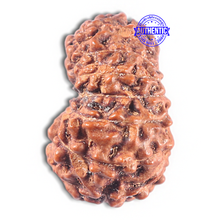 Load image into Gallery viewer, 15 Mukhi Indonesian Rudraksha - Bead No. 112
