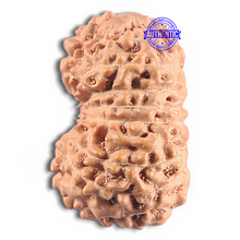 Load image into Gallery viewer, 16 Mukhi Rudraksha from Indonesia - Bead No. 337
