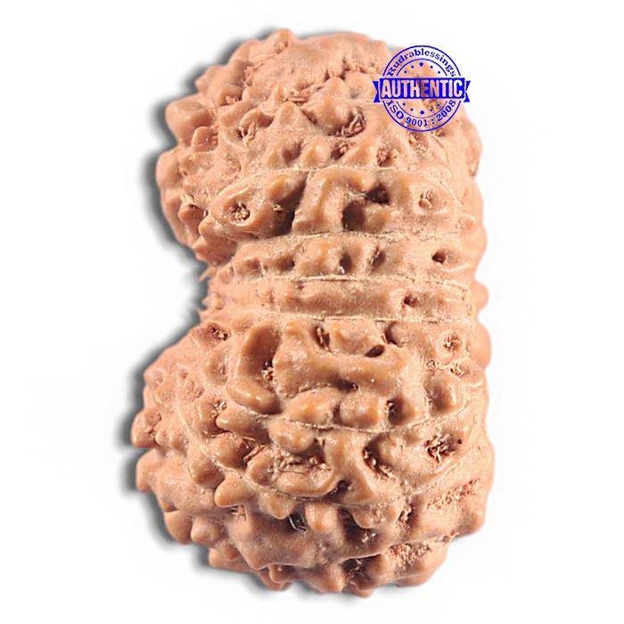16 Mukhi Rudraksha from Indonesia - Bead No. 337