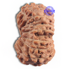 Load image into Gallery viewer, 16 Mukhi Rudraksha from Indonesia - Bead No 327
