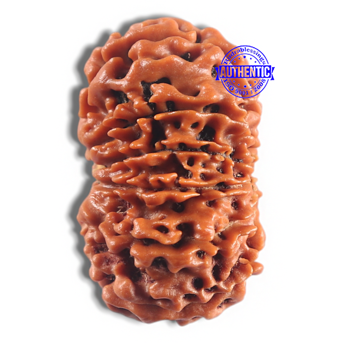 11 Mukhi Nepalese Rudraksha - Bead No. 421