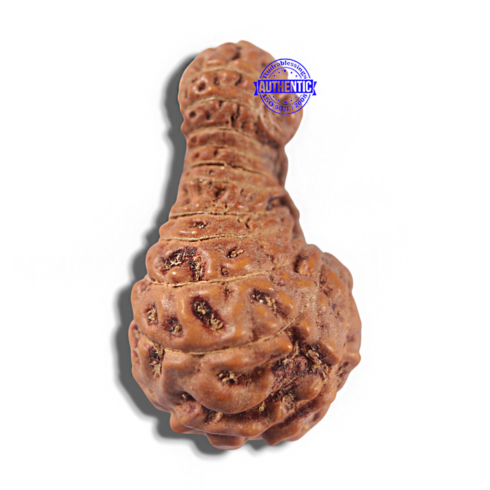 23 Mukhi Rudraksha from Indonesia Bead No. W