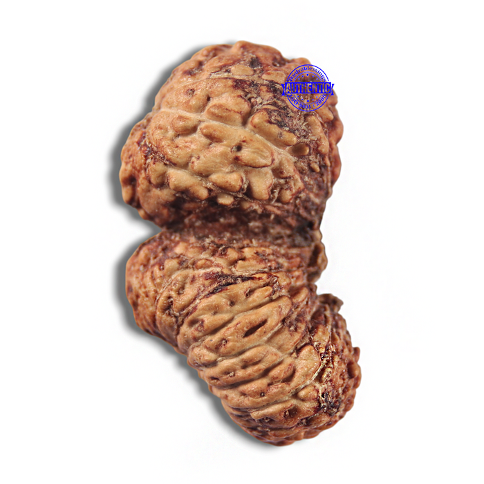 22 Mukhi Gaurishankar Rudraksha from Indonesia