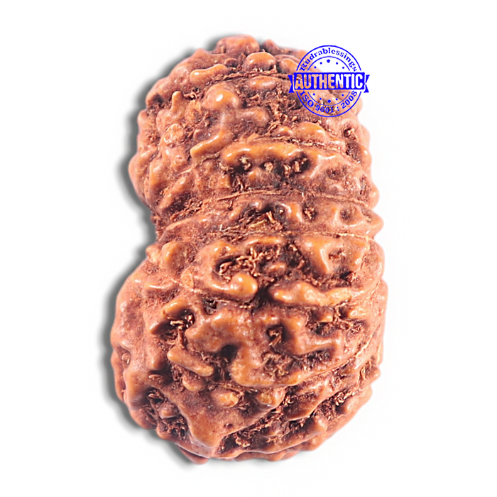 15 Mukhi Indonesian Rudraksha - Bead No. 109
