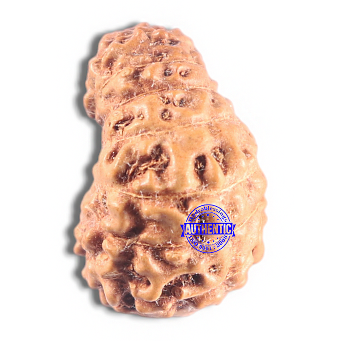 15 Mukhi Indonesian Rudraksha - Bead No. 215