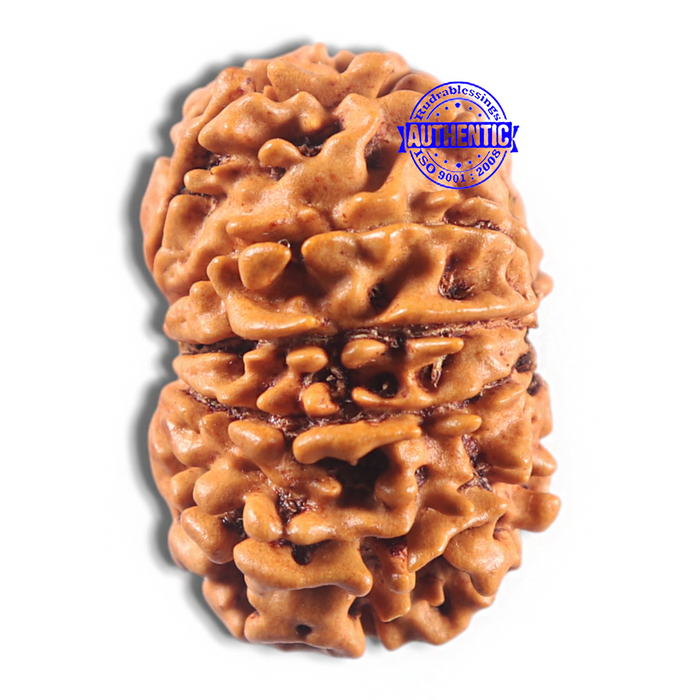 11 Mukhi Nepalese Rudraksha - Bead No. 416