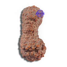 Load image into Gallery viewer, 23 Mukhi Rudraksha from Indonesia Bead No. I
