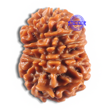 Load image into Gallery viewer, 11 Mukhi Nepalese Rudraksha - Bead No. 414
