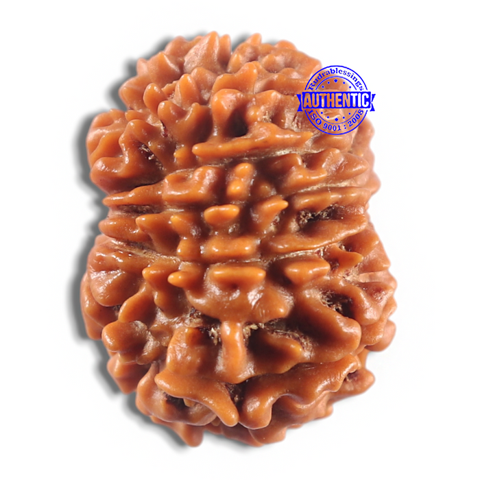 11 Mukhi Nepalese Rudraksha - Bead No. 414