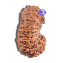 Load image into Gallery viewer, 24 Mukhi Rudraksha from Indonesia - Bead No. T
