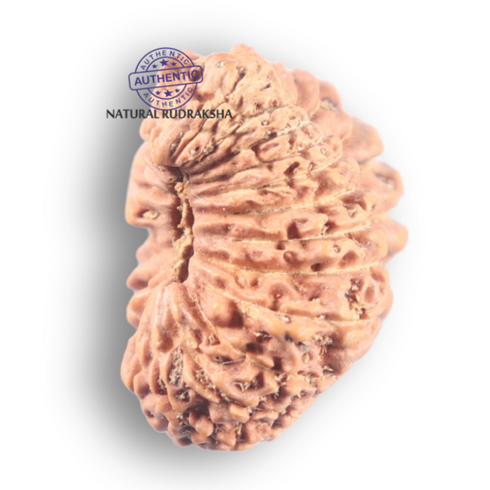24 Mukhi Rudraksha from Indonesia X