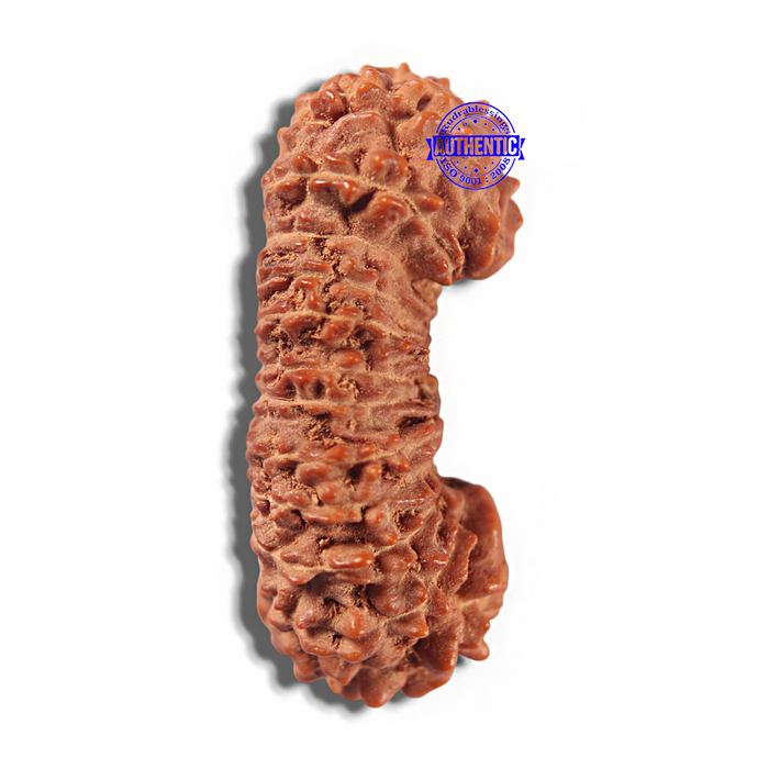 23 Mukhi Rudraksha from Indonesia Bead No. X